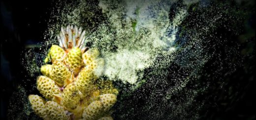 health benefits of pine pollen